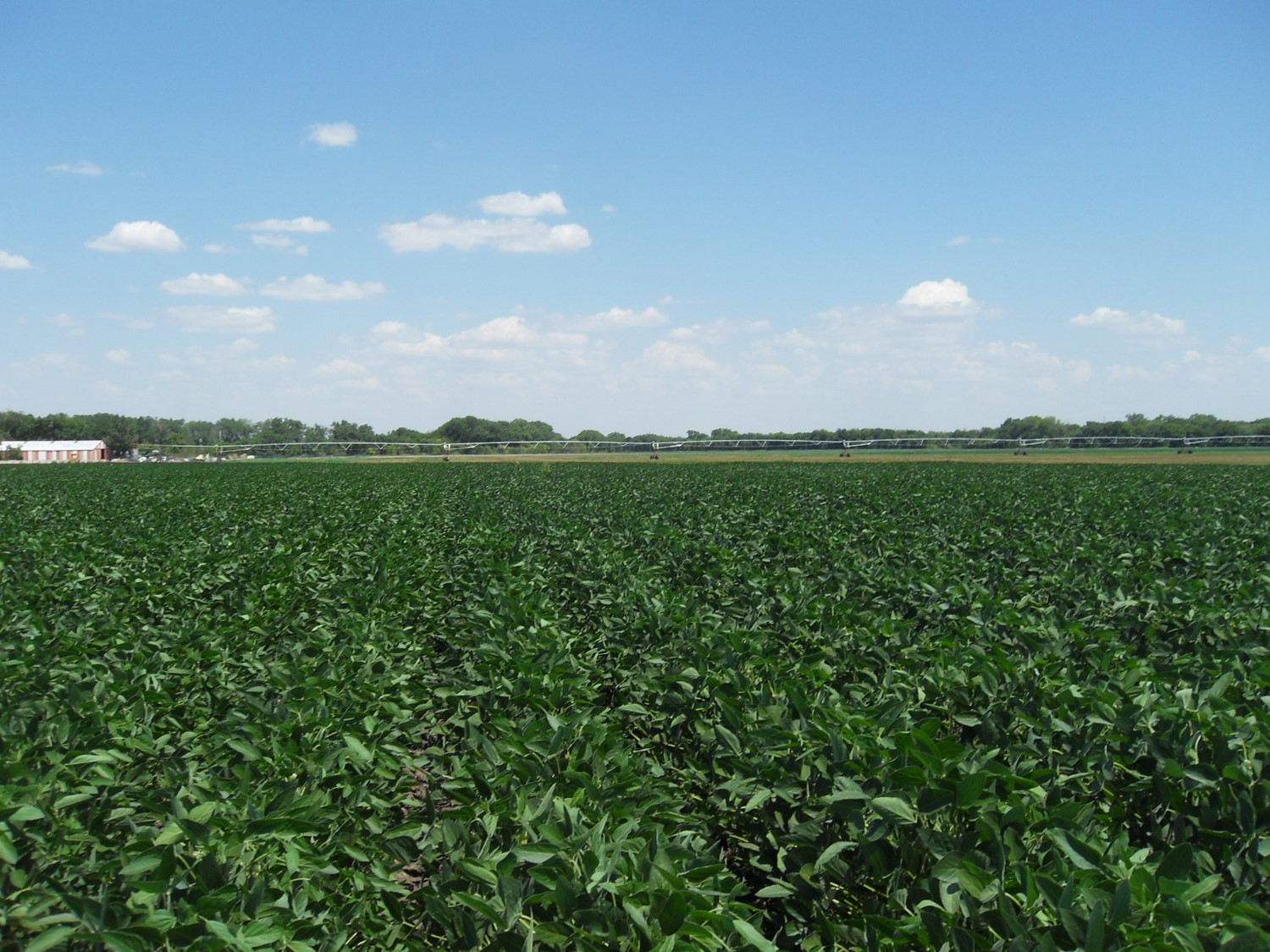 row crop beans