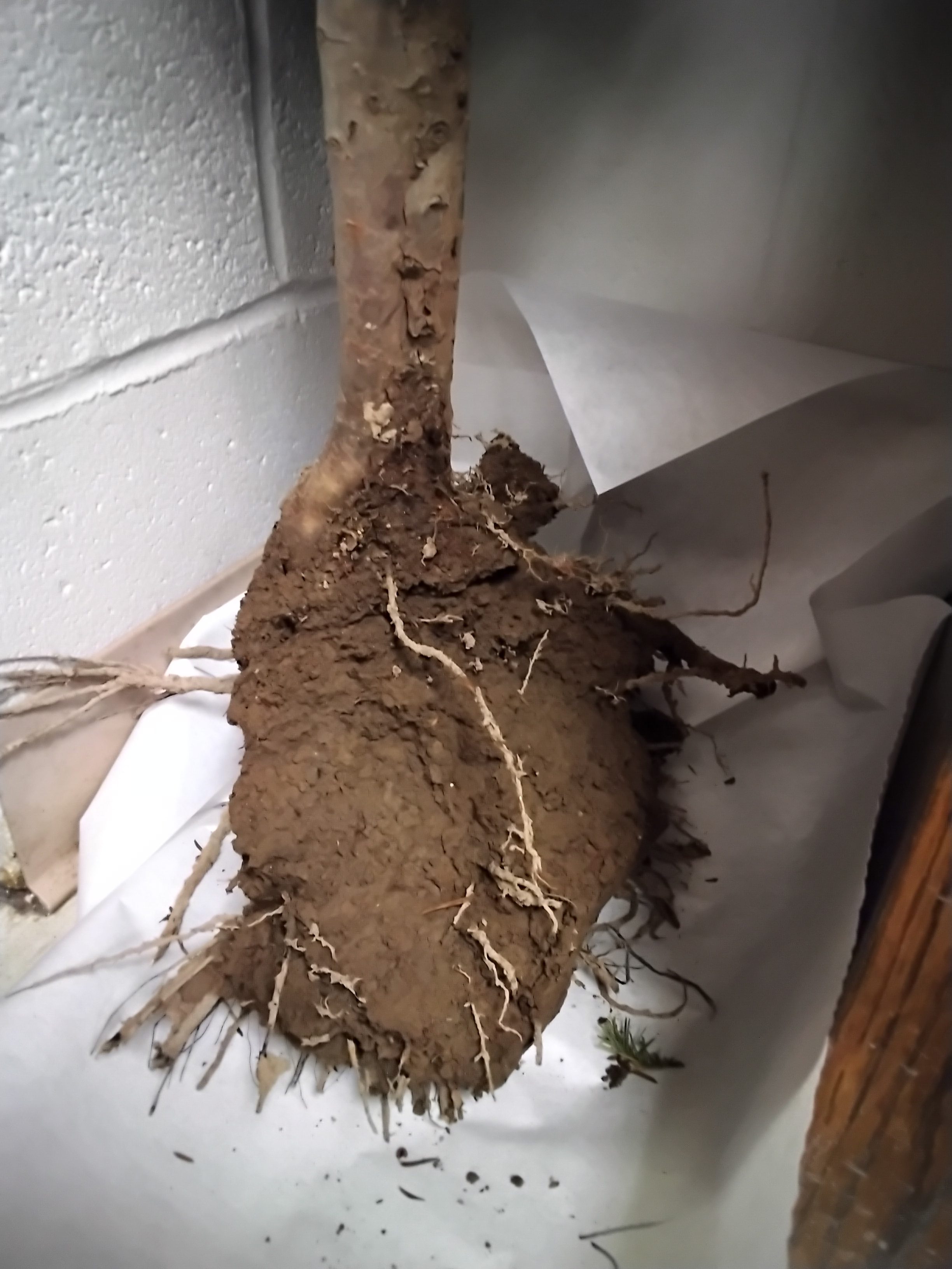 Roots and lower stem of a yew plant with root rot and planted too deep
