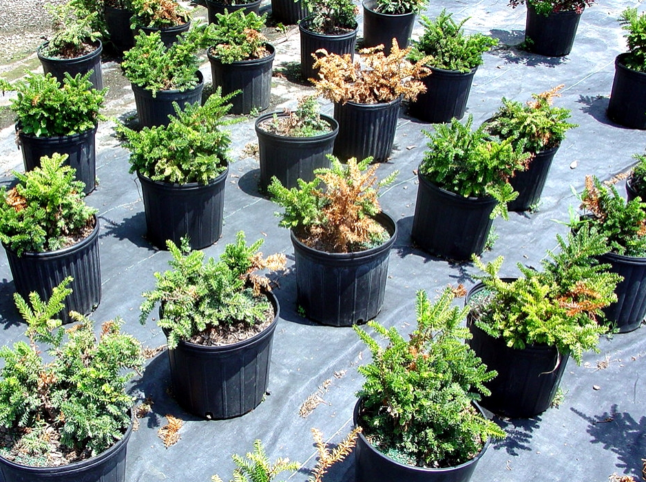 Yews planted in containers suffering from phytophthora root rot. 