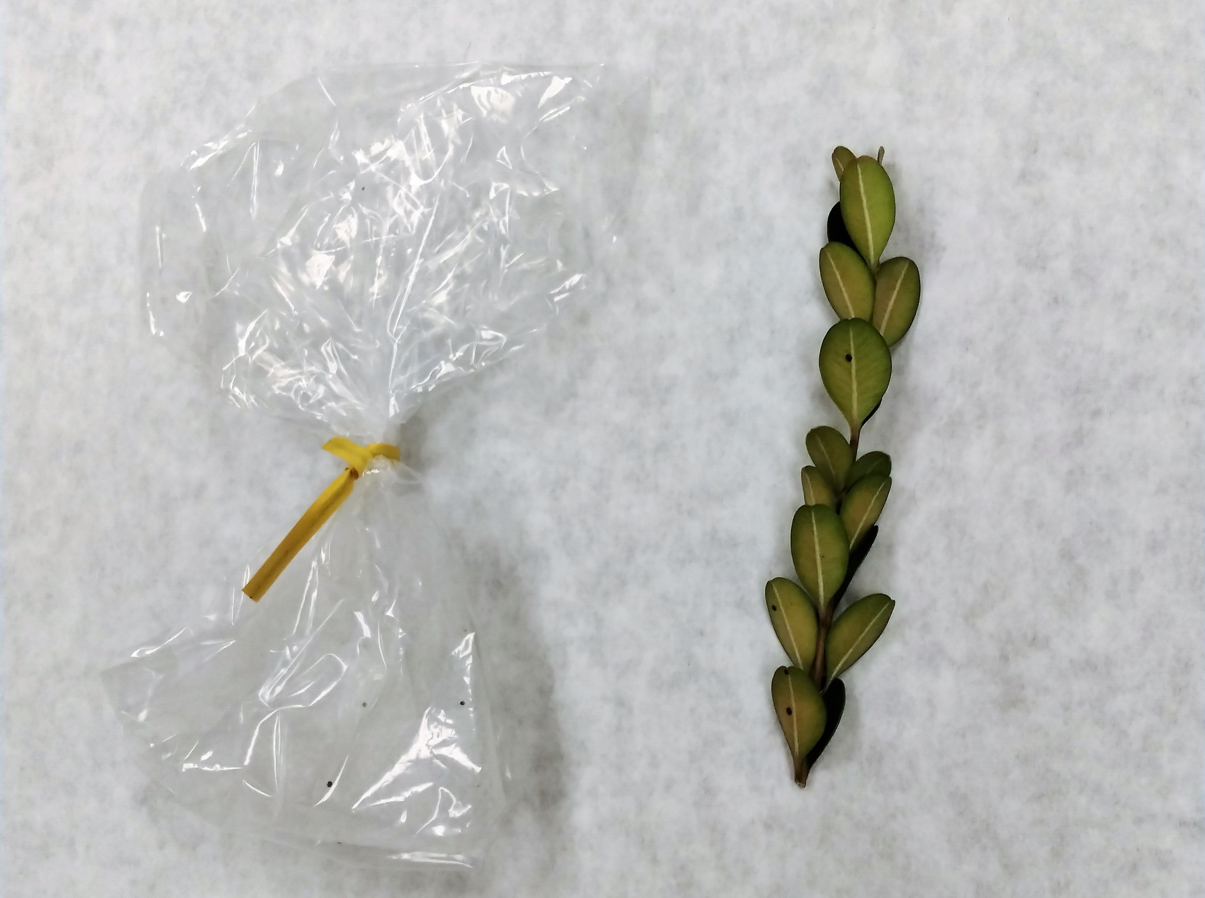 Artillery Fungus Soil, Plant and Pest Center