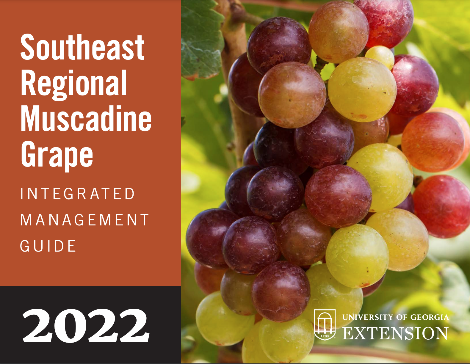 Image of the 202 southeastern regional muscadine grape production guide first page