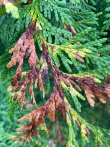 Dieback and fruiting bodies on foliage of arborvitae.
